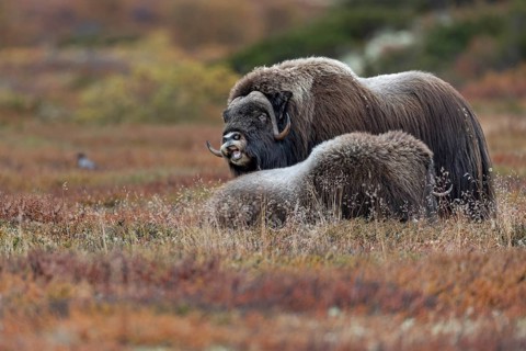 The musk ox bull (Ovibos moschatus) stands flehmen directly next to a female and tests her