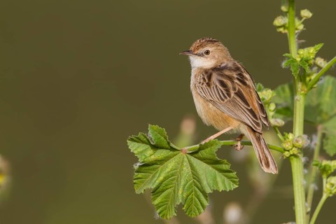 Zitting Cisticola - Zistensänger - Cisticola juncidis ssp. cisticola, Morocco
