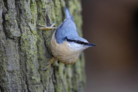 Kleiber (Sitta europaea), Winterfütterung, März, Oberhausen (D)
