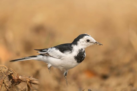 A white wagtail (Motacilla alba) stands on the ground against a blurred background, Sreepur,