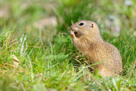 A fully grown European ground squirrel (Spermophilus citellus) carries nesting material in its