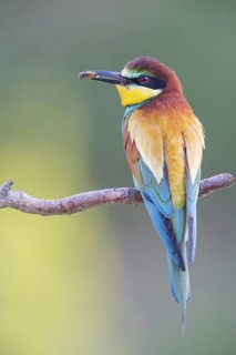 Bee-eater, (Merops apiaster), Animals, Birds, Raptor family, Perching station, Muselievo,