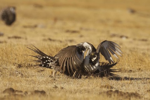 Sage Grouse (Centrocercus urophasianus) male mating, California, USA
