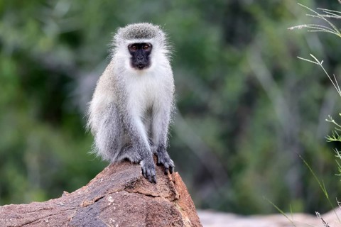 Vervet Monkey (Chlorocebus pygerythrus), adult, on rocks, alert, Mountain Zebra National Park,