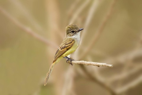 Flammulated Flycatcher Deltarhynchus flammulatus Tehualmixtle, Jalisco, Mexico 13 June Adult
