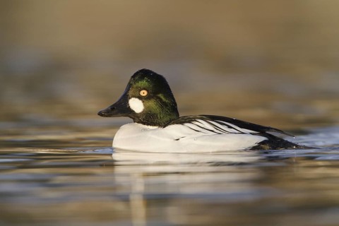 Common Goldeneye (Bucephala clangula) male, British Columbia, Canada
