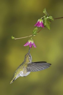 Anna's Hummingbird (Calypte anna), British Columbia, Canada