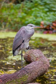 A Grey Heron, Ardea cinerea, stands on a log lying in a pond. Fresh green vegetation is in the