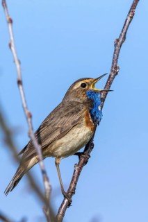 Bluethroat (Luscinia svecica cyanecula) male singing from branch, Mecklenburg-Western Pomerania,