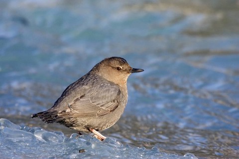 American Dipper Cinclus mexicanus Soldatna, Kenai Peninsula, ALASKA, USA March Adult Cinclidae