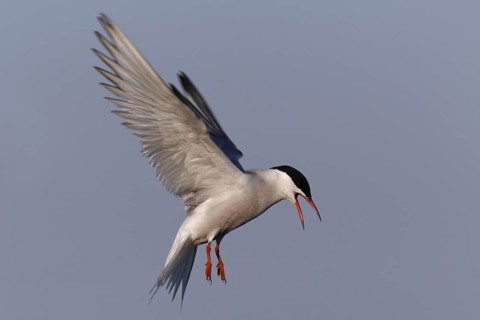 Common Tern (Sterna hirundo) calling in flight, Lower Saxony, Germany