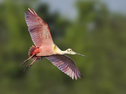 Roseate Spoonbill (Platalea ajaja), Texas, USA