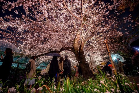 People walking under blooming illuminated cherry trees at night, Japanese cherry blossoms in