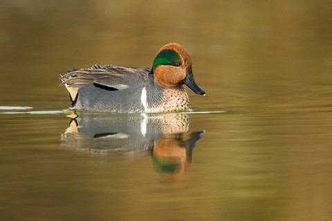 Green-winged Teal (Anas carolinensis) male, Arizona, USA
