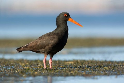 Sooty Oystercatcher (Haematopus fuliginosus) foraging, South Australia, Australia