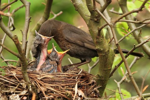 Common Blackbird (Turdus merula) female feed chicks, Lower Saxony, Germany