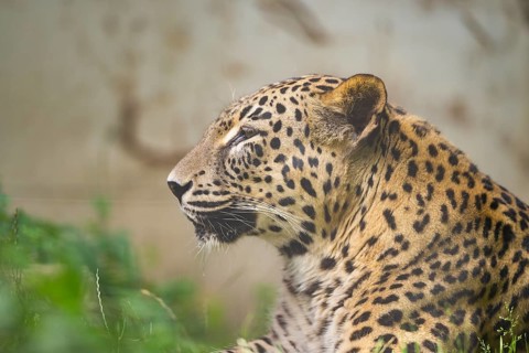 Leopard (Panthera pardus) lying in the bushes, captive, distribution africa