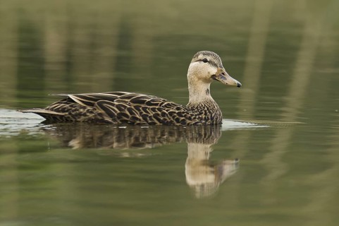 Mottled Duck (Anas fulvigula), Florida, USA