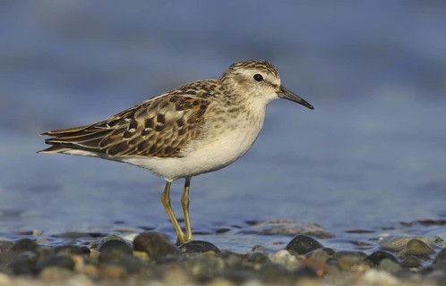 Least Sandpiper (Calidris minutilla), British Columbia, Canada