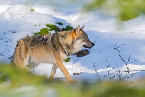 European gray wolf (Canis lupus lupus) walking in a forest in winter, snow, Bavaria, Germany