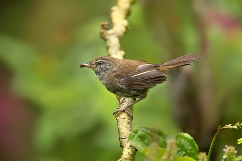 Müllerbuschsänger (Horornis vulcanius) perched on a branch, Sabah, Malaysia