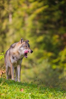 A eurasian gray wolf (Canis lupus lupus) stands on a meadow on a hill with a colourful foliage in