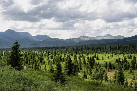 Taiga and tundra, mountain landscape of the Alaska Range with dramatic cloudy sky, Denali National