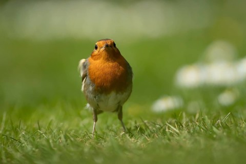 European robin (Erithacus rubecula) adult garden bird on a grass lawn with daisy flowers in spring,