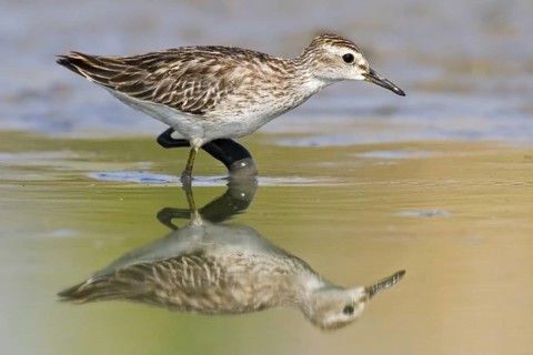 Long-toed Stint (Calidris subminuta) foraging, Western Australia, Australia
