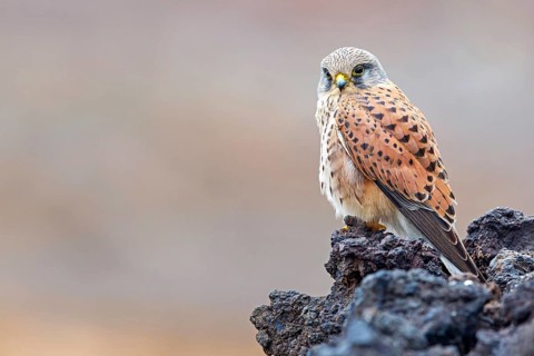 Kestrel, (Falco tinnunculus), perches on rocks, Canary Islands, animals, birds, falcons, foraging,