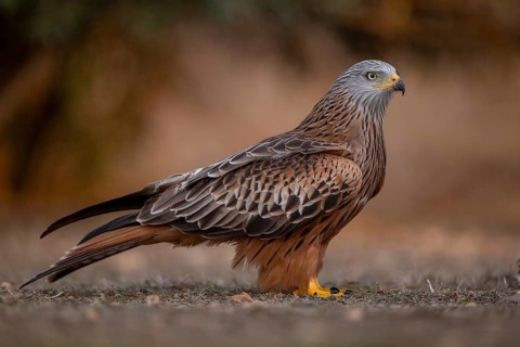 Red kite (Milvus milvus), on the ground, Catalonia, Spain