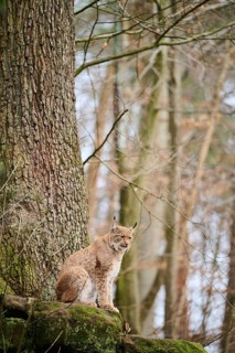 Eurasian lynx (Lynx lynx) sitting on a rock, Bavaria, Germany