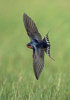 Barn Swallow (Hirundo rustica) flying, Texas, USA