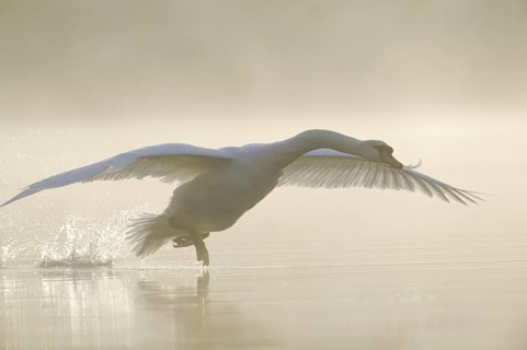 Mute Swan (Cygnus olor) flying, Saxony, Germany