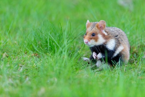 Field hamster, (Cricetus cricetus), animals, mammals, hamster, rodent, subfamily of hamsters,