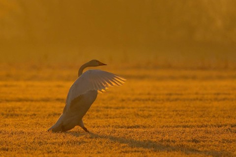 Whooper Swan (Cygnus cygnus) flapping, North Rhine-Westphalia, Germany