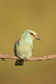 European Roller (Coracias garrulus) female perched on a branch, Serbia