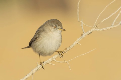 Asian Desert Warbler (Sylvia nana), Eilat, Israel