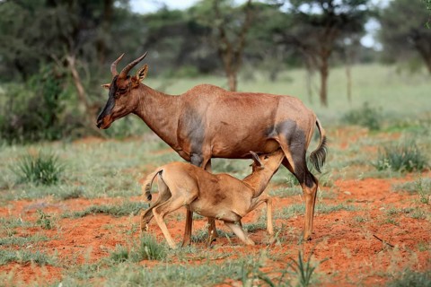 Tsessebe (Damaliscus lunatus), lyrebird, crescent moon antelope, adult, female, juvenile, suckling,