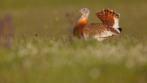 Great bustard (Otis tarda), Outarde barbue, Avutarda Común, Spain, Toledo, Hides De Calera / Great