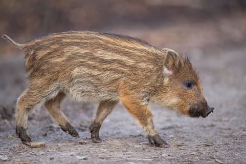 Wild boar (Sus scrofa) in the snow, fresh boar, Melle, Lower Saxony, Germany