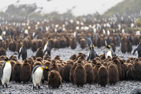 King penguins (Aptenodytes patagonicus), adult bird with chicks in the middle of a colony with