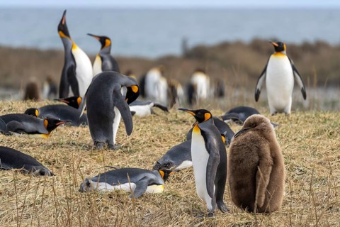 King penguins (Aptenodytes patagonicus), colony with adults and juveniles in brown down plumage, on