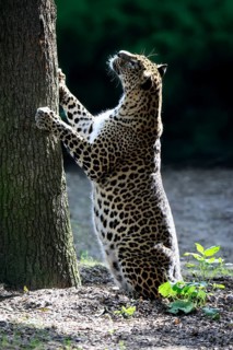 Sri Lanka Leopard (Panthera pardus kotiya), adult, tree trunk, sharpening claws, Sri Lanka