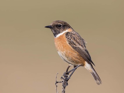 European Stonechat (Saxicola rubicola) male, United Kingdom