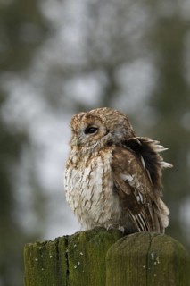 Tawny Owl (Strix aluco), Wales, United Kingdom