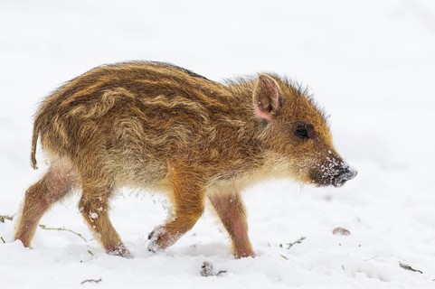 Wild boar (Sus scrofa) in the snow, fresh boar, Melle, Lower Saxony, Germany