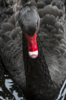Black swan (Cygnus atratus) (Anas atrata) swimming in pond, large waterbird native to Australia