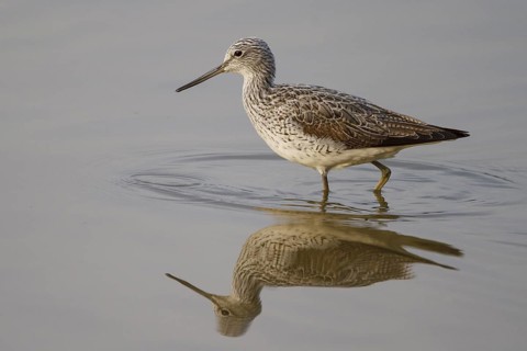 Common Greenshank (Tringa nebularia), Spain
