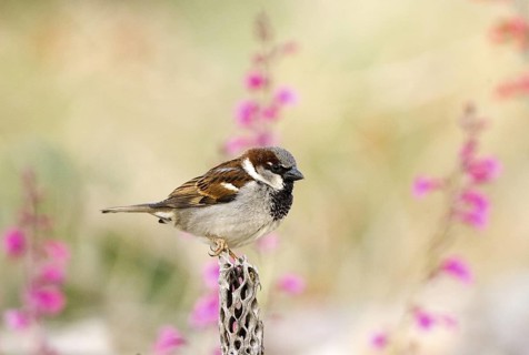 House Sparrow Passer domesticus Tucson, Pima County, ARIZONA, United States 14 March Adult Male